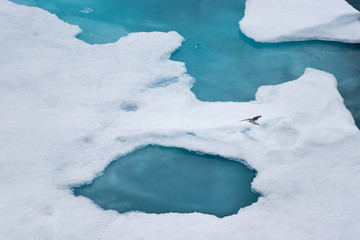 The black-legged kittiwake (Rissa tridactyla) flying over the ice in the Arctic Ocean, 82 degrees North.
