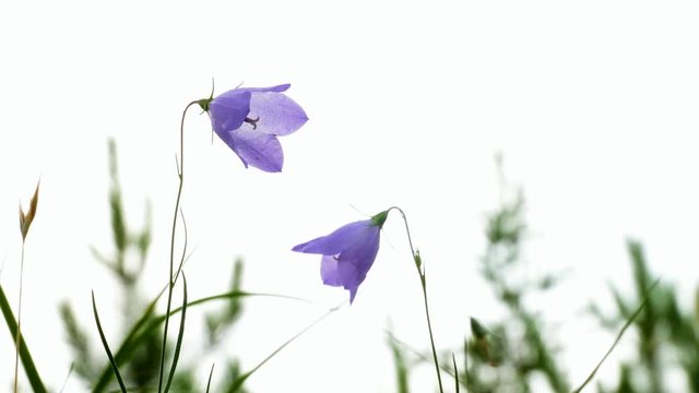 Purple Harebell Flowers, Campanula rotundifolia, closeup on light natural background.