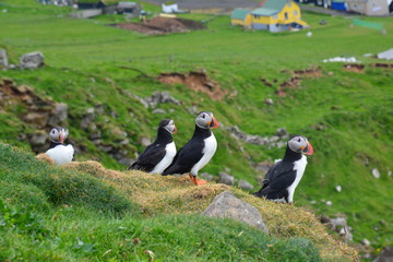Puffins in Iceland