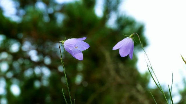 Purple Harebell Flowers, Campanula rotundifolia, closeup on green natural background, selective focus.