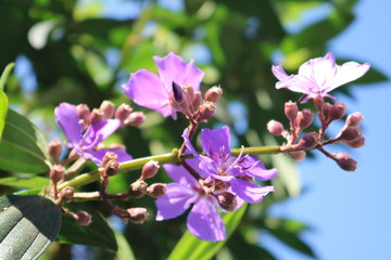 Fototapeta premium Flowers
