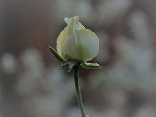 Botão de rosa branca.