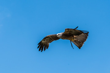 Black Kite in Flight Milvus Migrans 