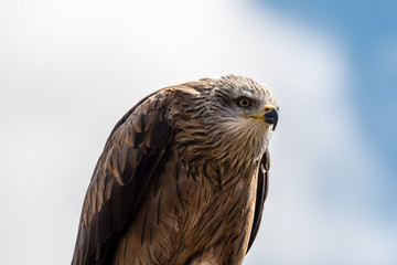 Black Kite Milvus Migrans 