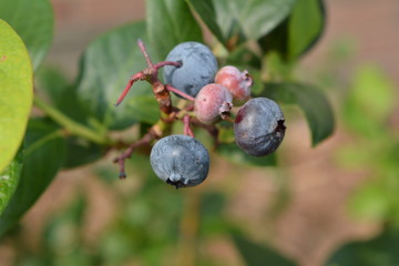 Summer fruit