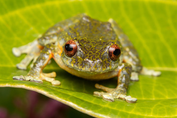 Tree Frog, Tree frog of Borneo, Tree frog on leaf , Frog of Borneo , Frog with isolated black background , Masked Tree Frog (Rhacophorus Angulirostris)