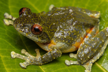 Tree Frog, Tree frog of Borneo, Tree frog on leaf , Frog of Borneo , Frog with isolated black background , Masked Tree Frog (Rhacophorus Angulirostris)