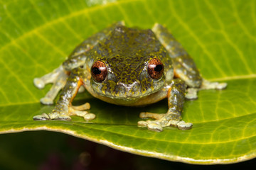 Tree Frog, Tree frog of Borneo, Tree frog on leaf , Frog of Borneo , Frog with isolated black background , Masked Tree Frog (Rhacophorus Angulirostris)