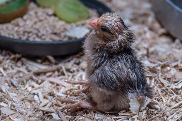 New Born Chicks