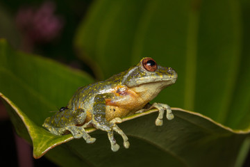 Tree Frog, Tree frog of Borneo, Tree frog on leaf , Frog of Borneo , Frog with isolated black background , Masked Tree Frog (Rhacophorus Angulirostris)