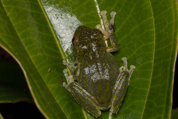 Tree Frog, Tree frog of Borneo, Tree frog on leaf , Frog of Borneo , Frog with isolated black background , Masked Tree Frog (Rhacophorus Angulirostris)