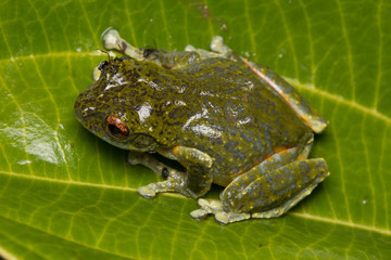 Tree Frog, Tree frog of Borneo, Tree frog on leaf , Frog of Borneo , Frog with isolated black background , Masked Tree Frog (Rhacophorus Angulirostris)