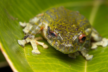 Tree Frog, Tree frog of Borneo, Tree frog on leaf , Frog of Borneo , Frog with isolated black background , Masked Tree Frog (Rhacophorus Angulirostris)