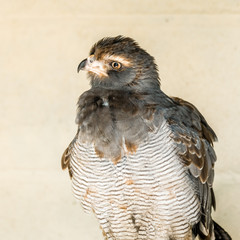 Brown Goshawk