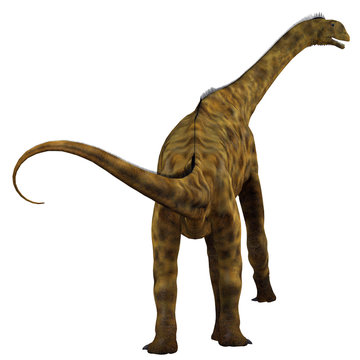 Atlasaurus Dinosaur Tail - Atlasaurus was a herbivorous sauropod dinosaur that lived in Morocco, North Africa during the Jurassic Period.