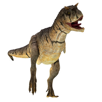 Carnotaurus sastrei Dinosaur on White - Carnotaurus was a carnivorous theropod dinosaur that lived in Patagonia, Argentina during the Cretaceous Period.