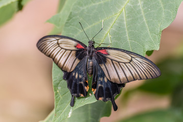 Great Mormon butterfly