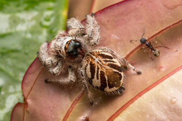 Close-up of Jumping Spider , Jumping Spider of Borneo , Jumping Spider , Beautiful Jumping Spider
