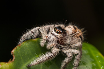Close-up of Jumping Spider , Jumping Spider of Borneo , Jumping Spider , Beautiful Jumping Spider