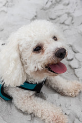 happy dog at the beach