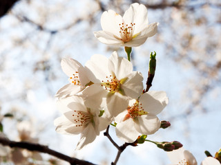 Obraz premium Tokyo Spring Sakura