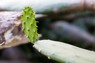 Close up green cactus with blurred trees.