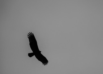 Obraz premium silhouette