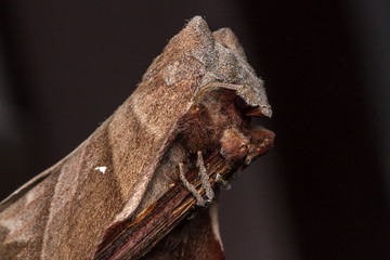 Macro image moth of Sabah, Borneo