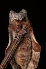 Macro image moth of Sabah, Borneo