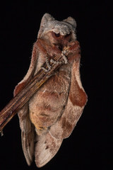 Macro image moth of Sabah, Borneo