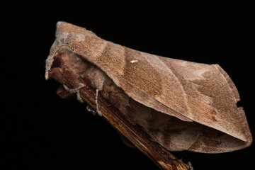 Macro image moth of Sabah, Borneo