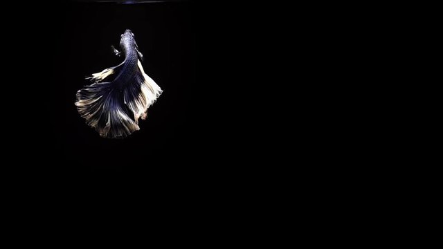 Colorful red Thai Fighting Fish or better known as Siamese Fighting Fish Betta Splendens in super slow motion on black background