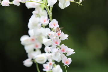 White flowers mexican creeper coral plant with insect beautiful and freshness in nature background