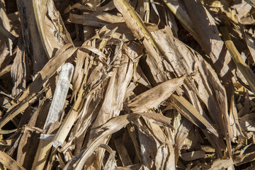 Corn Husks and Stalks
