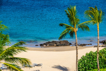 Palm Trees, A Beach, and the Ocean