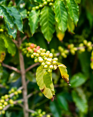 Kona Coffee Tree