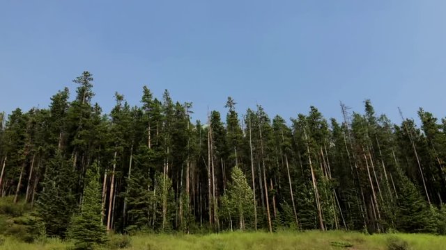 Driving through the mountains in slow motion. Forest in the foreground and a mountain in the background.