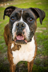 Boxer dog outdoor portrait in grass