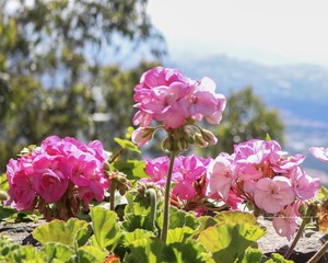 Flores no Cabo Girão (Ilha da Madeira)