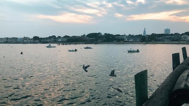 birds flying in slow motion over the bay with boats at sunset