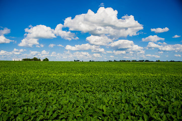 Fototapeta na wymiar Summer soybean field