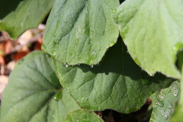Leaf tears 2