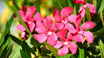 Oleander flower in the park of the city of Sochi.