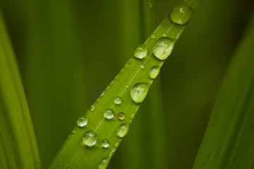 green leaf with dew