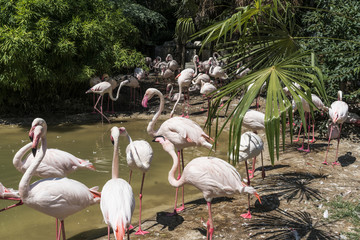 Flamingos