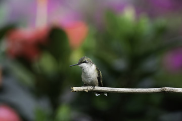 Garden Perch