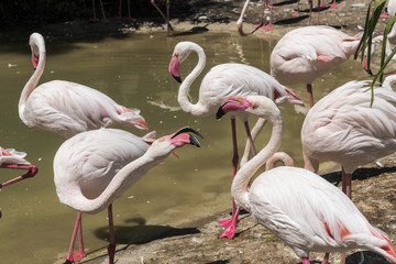 flamingos at the beach