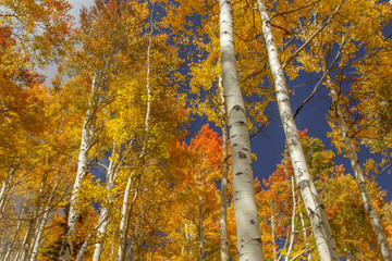 aspens in autumn