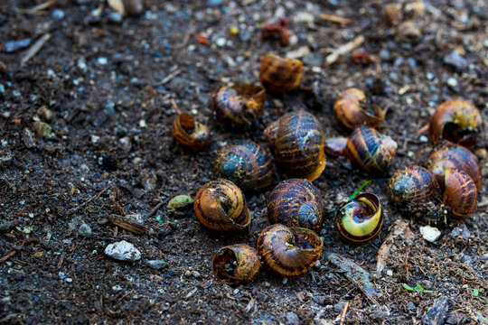 Empty snail shells on dirt in a garden