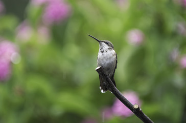 Rainy Day in the Lantana